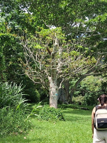 Ficus microcarpa observed 2026-09-09