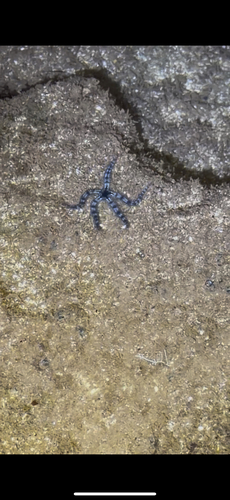 Ophiocoma, 2026-09-09