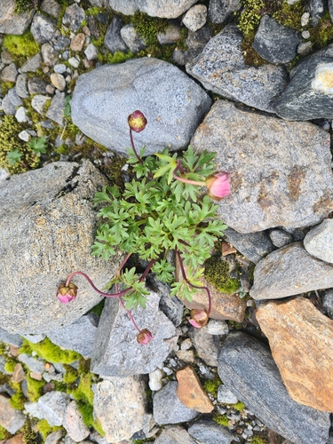Ranunculus glacialis, photograph 3