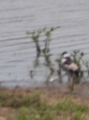 iNaturalist image