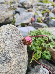 Ranunculus glacialis, photograph (c) Mitch Van Dyke, some rights reserved (CC BY)