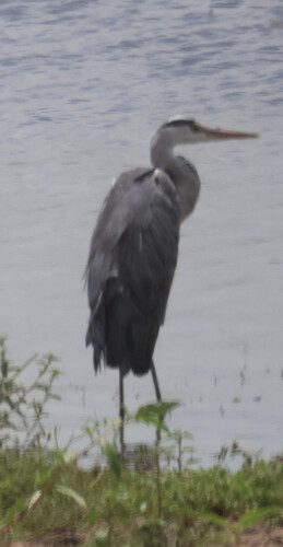 iNaturalist image
