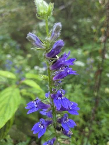 great blue lobelia
