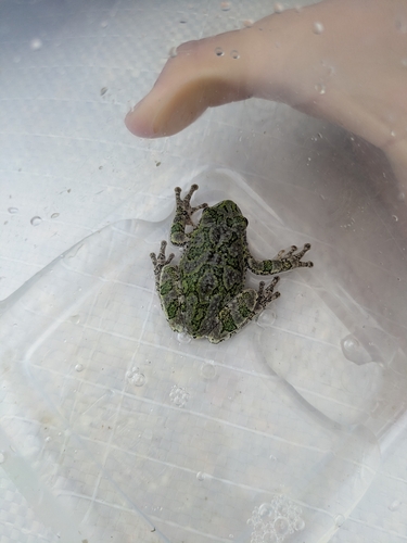 Gray Treefrog