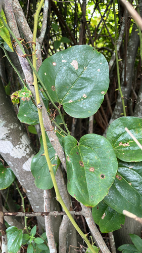 Smilax rotundifolia, photograph 5