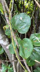 Smilax rotundifolia, photograph (c) Aimee Lusty, some rights reserved (CC BY)