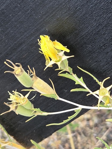 Mentzelia longiloba