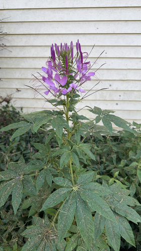 Spider flower
