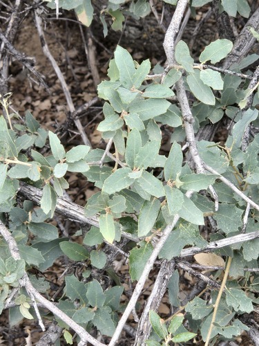 Quercus grisea, photograph 3