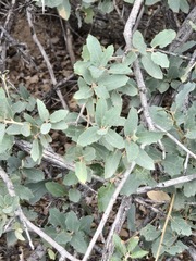 Quercus grisea, photograph (c) Jo Roberts, some rights reserved (CC BY)