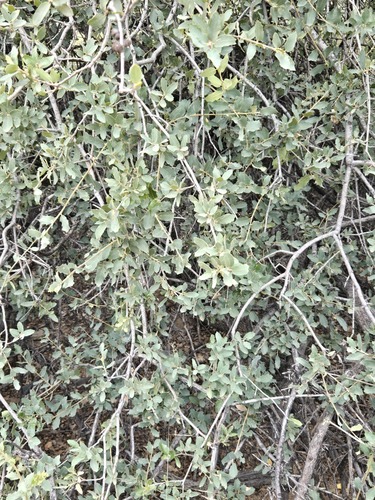 Quercus grisea, photograph 4