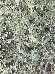 Quercus grisea, photograph (c) Jo Roberts, some rights reserved (CC BY)