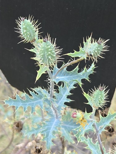 Argemone pleiacantha, photograph 6