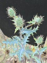 Argemone pleiacantha, photograph (c) Jo Roberts, some rights reserved (CC BY)