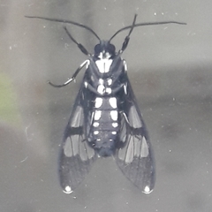 Hyaleucerea vulnerata