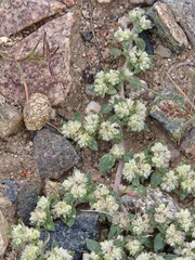 Guilleminea densa, photograph (c) Jo Roberts, some rights reserved (CC BY)