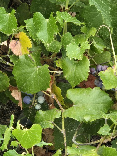 canyon wild grape