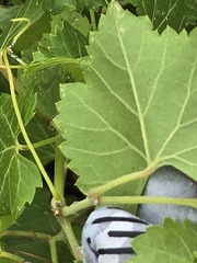 Vitis arizonica, photograph (c) Jo Roberts, some rights reserved (CC BY)