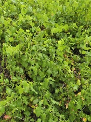 Vitis arizonica, photograph (c) Jo Roberts, some rights reserved (CC BY)