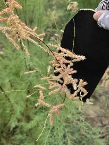 Tamarix chinensis