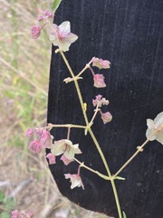 Mirabilis linearis, photograph (c) Jo Roberts, some rights reserved (CC BY)