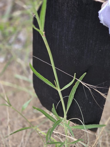 Mirabilis linearis, photograph 6