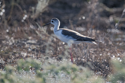 iNaturalist image