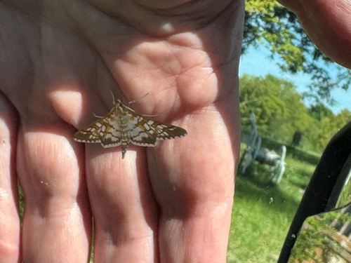 Orange Epipagis Moth