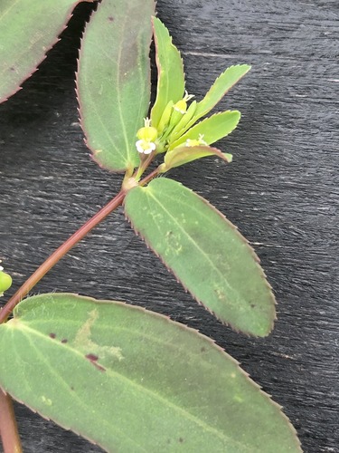 Euphorbia hyssopifolia, photograph 5