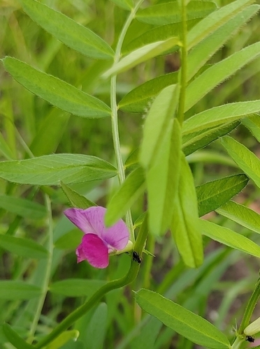 Lathyrus palustris, photograph 2