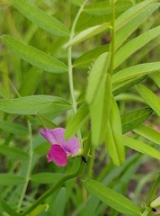 Lathyrus palustris, photograph (c) Виктория Билоус, some rights reserved (CC BY)