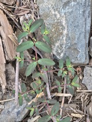 Euphorbia hyssopifolia, photograph (c) Jo Roberts, some rights reserved (CC BY)