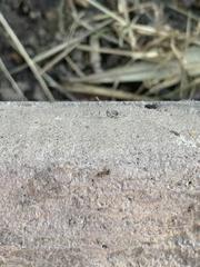 Linepithema humile