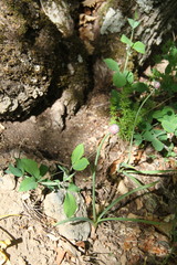 Allium decipiens quercetorum