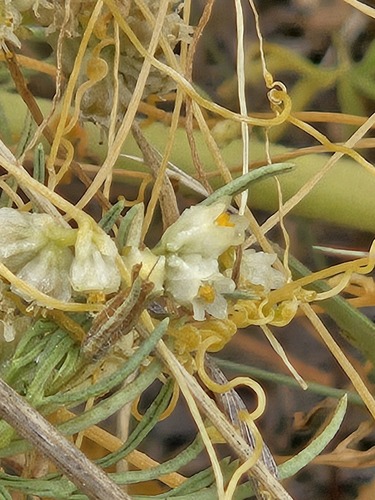 Cuscuta chinensis, photograph 4