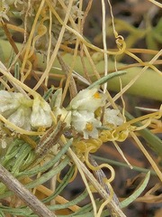 (c) Jo Roberts, some rights reserved (CC BY) Cuscuta chinensis, photograph (c) Jo Roberts, some rights reserved (CC BY)