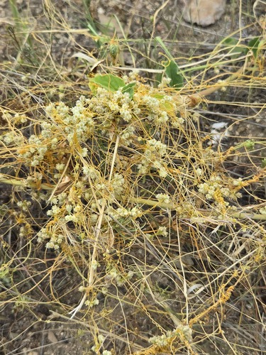Cuscuta chinensis, photograph 5