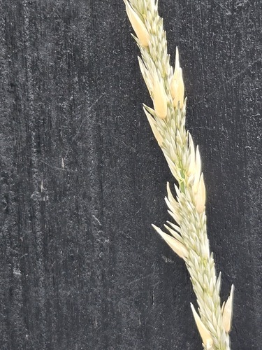 Muhlenbergia rigens, photograph 4