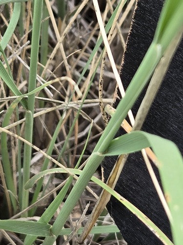 Muhlenbergia rigens, photograph 5