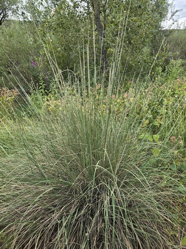 Muhlenbergia rigens, photograph 3