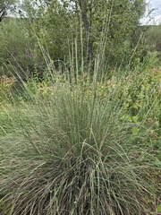 (c) Jo Roberts, some rights reserved (CC BY) Muhlenbergia rigens, photograph (c) Jo Roberts, some rights reserved (CC BY)