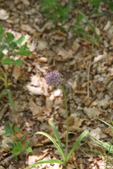 Allium decipiens quercetorum