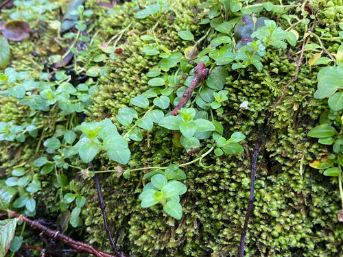 Veronica serpyllifolia observed 2026-09-09