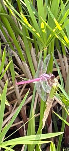 Roseate Skimmer