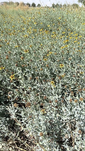 Texas blueweed
