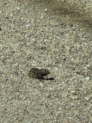 Thirteen-lined Ground Squirrel