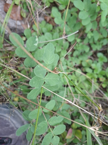Wild Liquorice