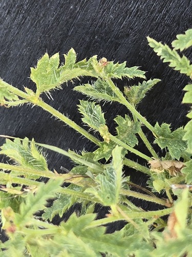 Tragia ramosa, photograph 3