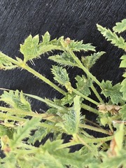 Tragia ramosa, photograph (c) Jo Roberts, some rights reserved (CC BY)