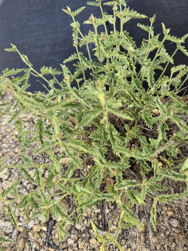 Tragia ramosa, photograph 4